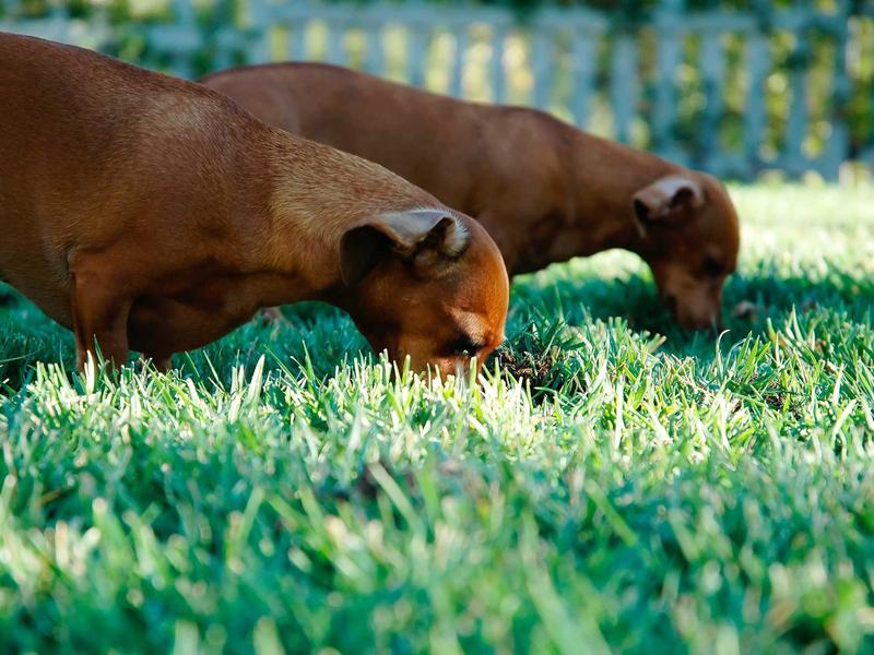 sudoku irregular boxes